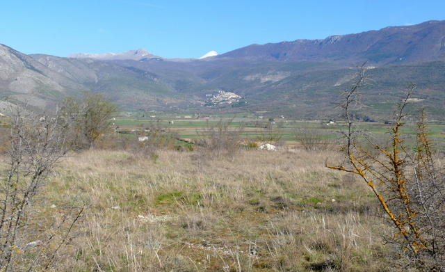 Ophrys precoci nellAbruzzo sud orientale 2022